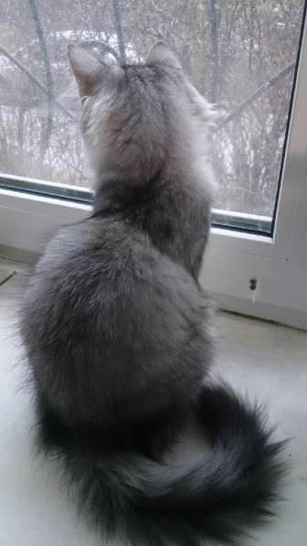 Продажа породистых сибирских котят в Смоленске фото 9