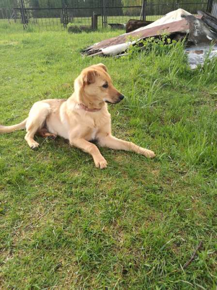 Лайма - щенок подросток ищет дом в Москве фото 15