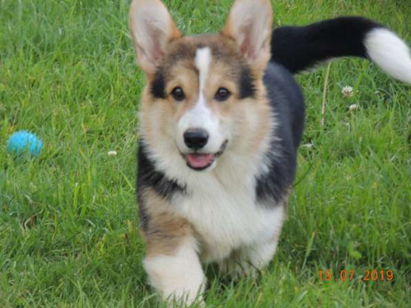 Вельш корги пемброк щенков продаю в Москве фото 7
