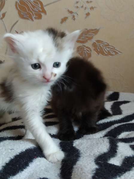 Котёнок в фото 10