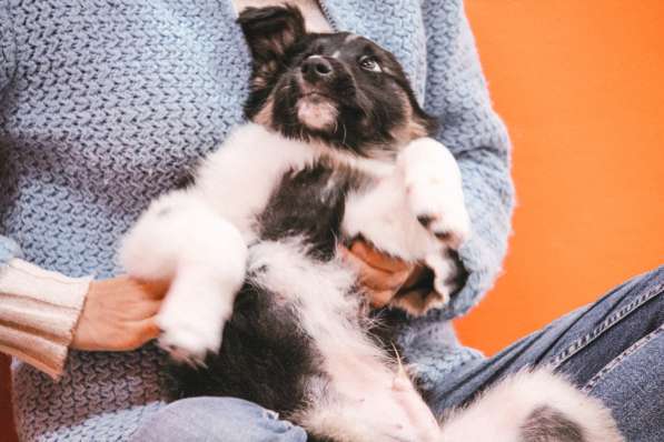 Зоогостиница BookingCat Люберцы/Жулебино в Люберцы фото 23