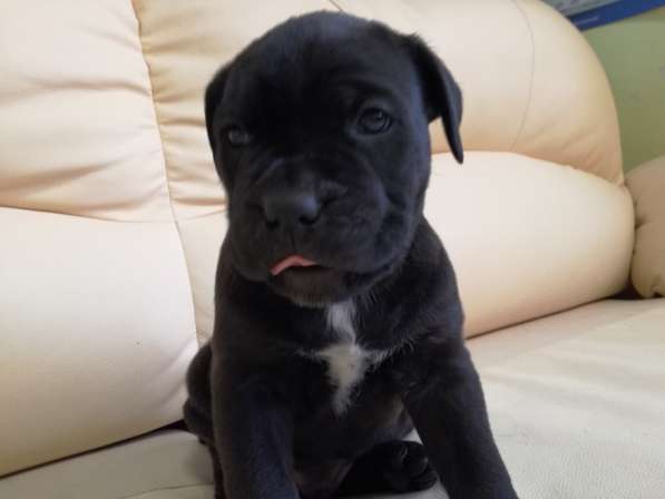 Продам девочку кане корсо. Родилась 10 в Калуге фото 10