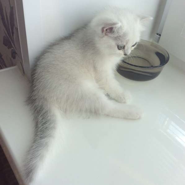 Британский котенок девочка Цедра серебристая шиншилла