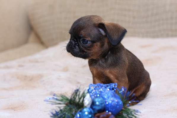 Солнечный мальчик в Санкт-Петербурге фото 4