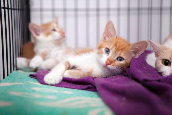 Застенчивая Роуз ищет понимающих хозяев в Москве фото 3