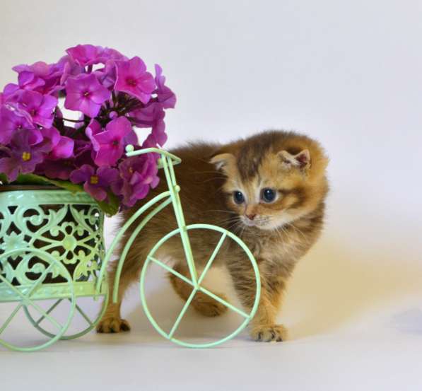 Шотландские котята, цена снижена в Москве фото 12