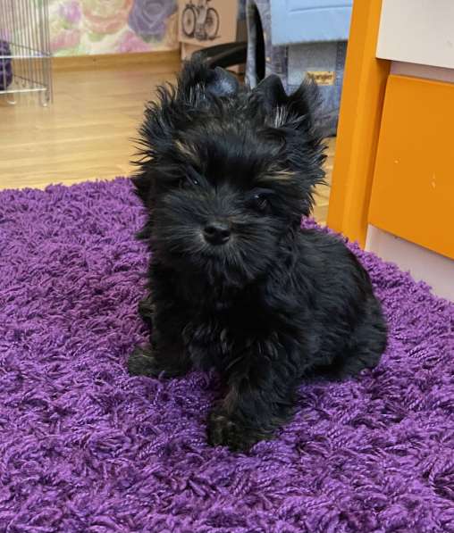 Чёрный Йорк мальчик