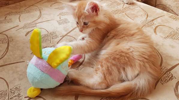 Продаётся красная девочка мейн-кун в Санкт-Петербурге фото 47