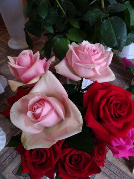 Розы с грядки в Самаре фото 3