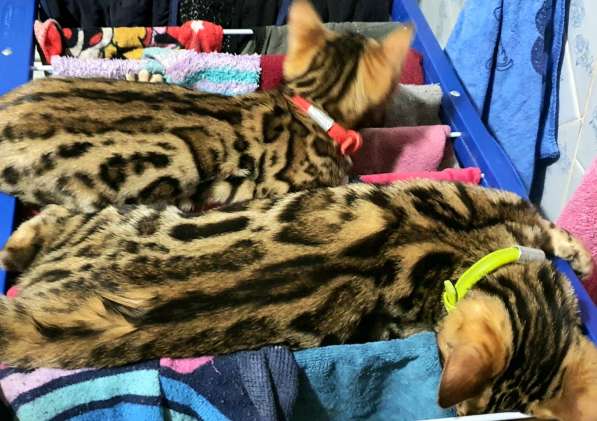 Бенгальские котята, шикарная кошечка, документы WCF, питомн в фото 23