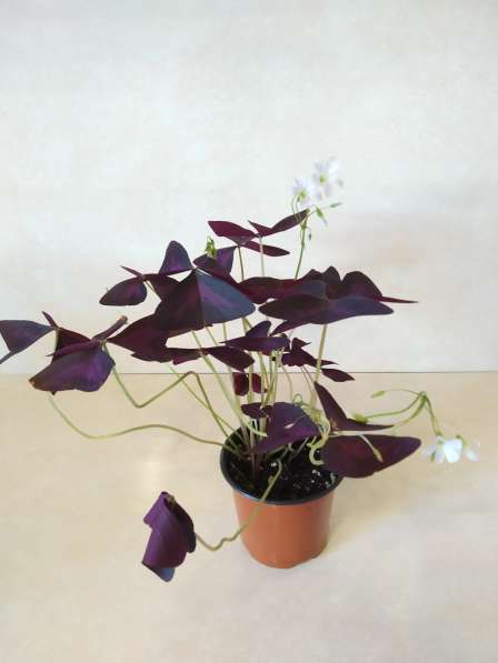 Оксалис Oxalis triangularis Cupido (кислица) в Санкт-Петербурге фото 4