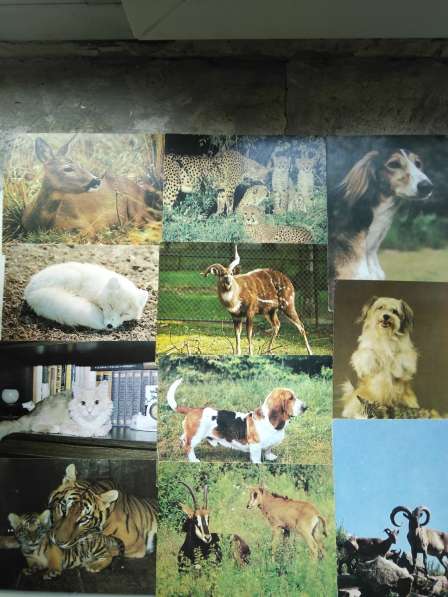 Открытки собак(Чехословакия), животных, птиц в Рубцовске фото 4