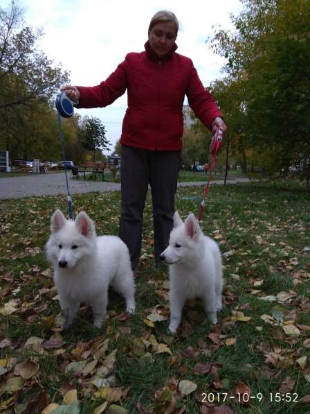 Продаю щенков Белой швейцарской овчарки в Москве фото 5