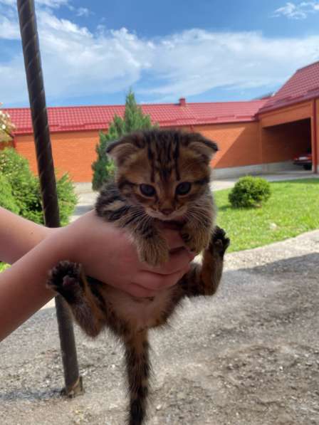 Котенок веслоухий в Владикавказе фото 3