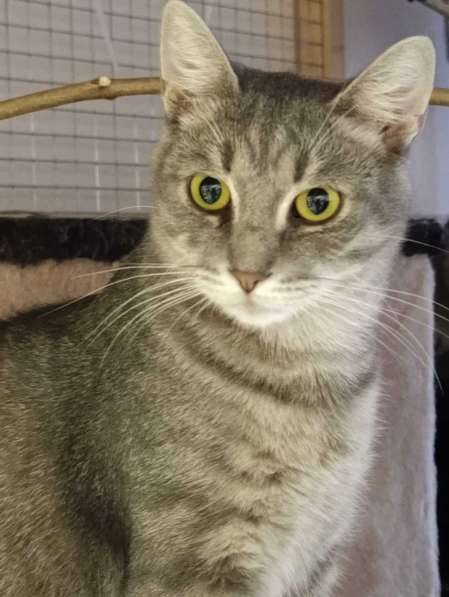 Князь Серебряный — котик Кисыч ищет дом в Москве фото 3