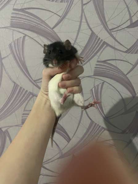 Продам крысу Дамбо в Волгограде