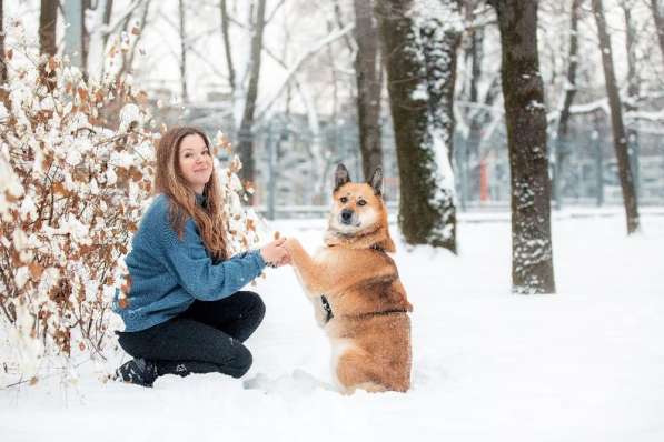Ханни - собака для дружбы, любви и семьи в Москве