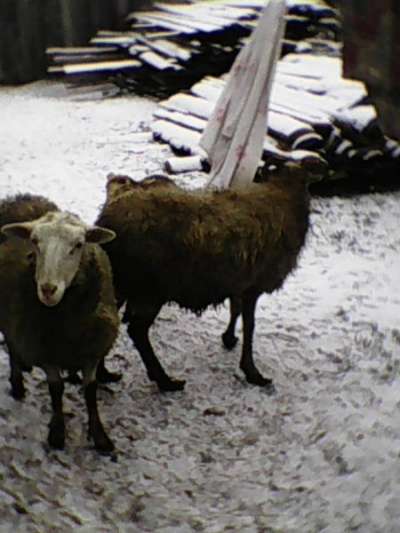 продаются овцы в Тюмени фото 4