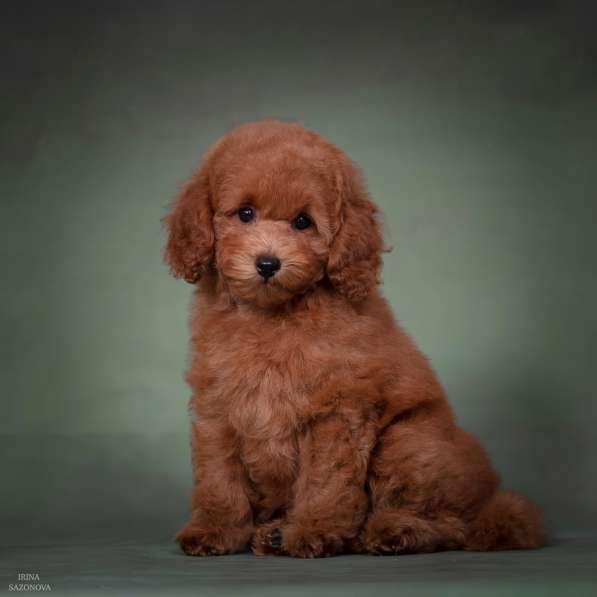 Той пудель девочка в Москве фото 4