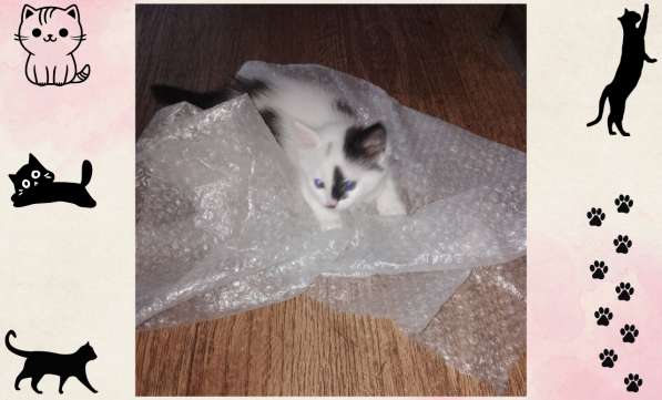 Котёнок-девочка в добрые руки! в фото 6