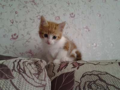 Отдам даром рыжие котята в Петрозаводске фото 3