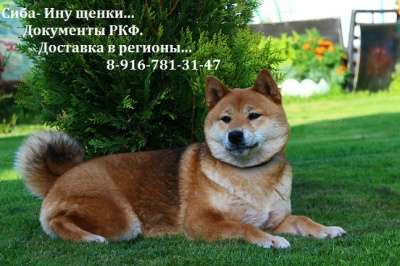 Шиба Ину (маленькая Акита) щенки.. в Иркутске фото 3