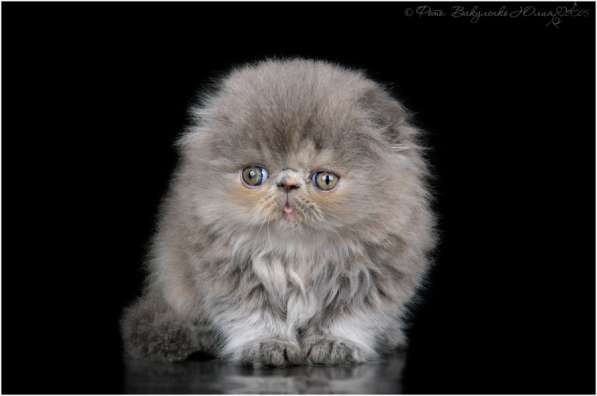 Продаются котята в Москве фото 4