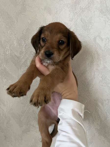 Щенки эстонской гончей в Краснодаре фото 3