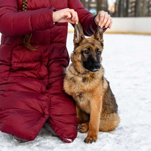 Умница Арья ищет дом! в Москве фото 3