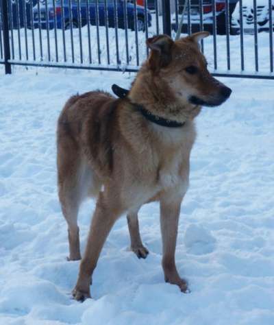 Отдам даром Ищет дом молодая девочка Стелла в Санкт-Петербурге фото 4