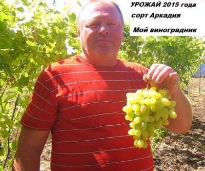 Саженцы винограда от производителя-почто в Ростове-на-Дону фото 7