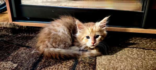 Котята мейн-кун в Чехове фото 7