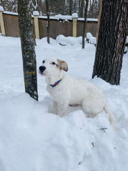 Белый щенок Серкан в добрые руки в Москве фото 10