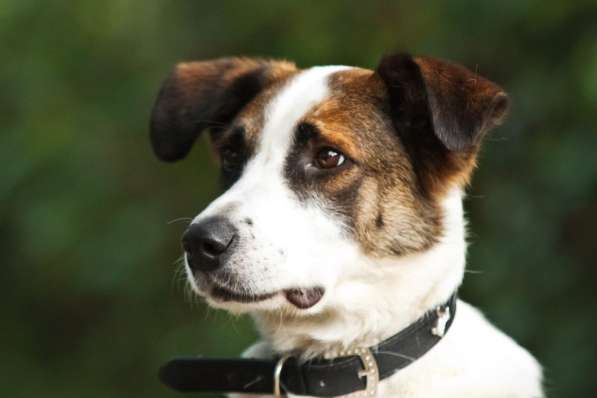 Познакомьтесь с невероятно спокойным и умным Арни! в Москве фото 8