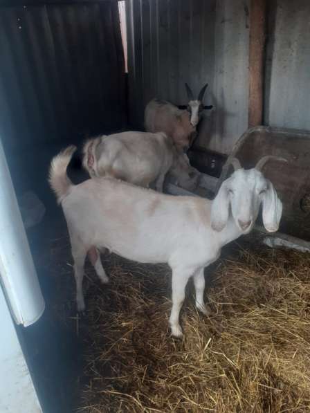 Козы в Энеме фото 4