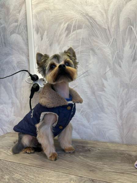 Стрижка собак мелких пород