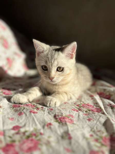Британский котенок