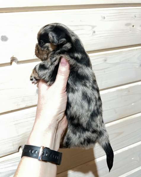 Девочка чихуахуа в Санкт-Петербурге фото 3