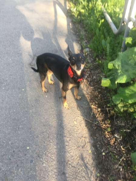 Той терьер русский в Магнитогорске