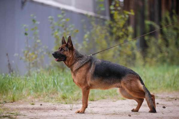 Немецкая овчарка