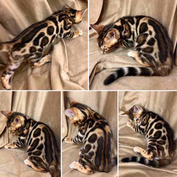 Бенгальские котята в Москве фото 8
