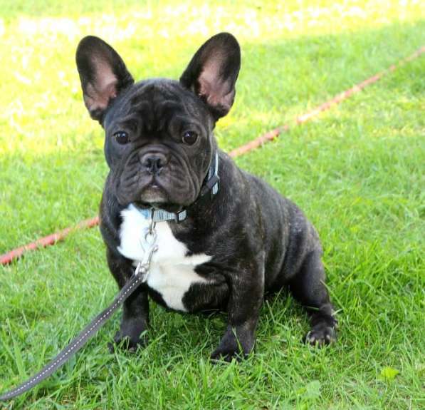 Подрощенные девочки (РКФ) в Москве фото 6