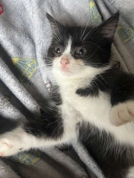 Шотландские котята в Москве