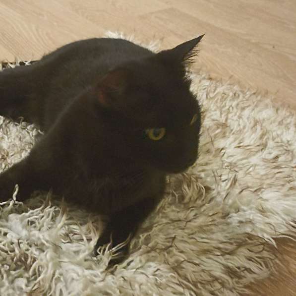 Обаяшка в дар. Котик в фото 4