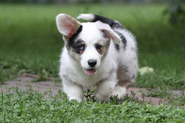 Вельш корги кардиган-мальчик в Москве фото 4