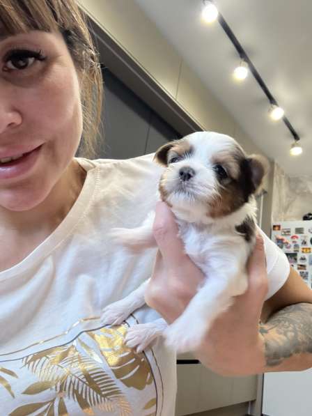 Йоркширский терьер цветной в Сургуте фото 17