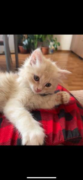 Котенок мальчик в Новосибирске