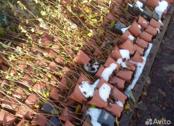 Гортензии метельчатые в Самаре