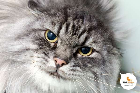 Котик Капитан в Москве