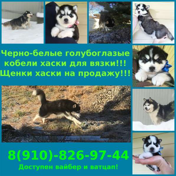 Хаски вязка, продажа щенков
